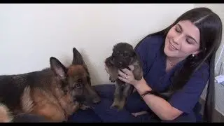 Ayudando a criar cachorritos de pastor alemán.