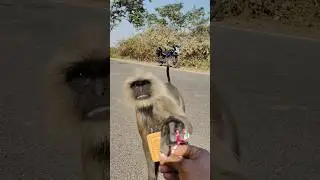 Roadside Langur Ka Close Moment 😲🐒 | Real Wildlife Scene #shorts