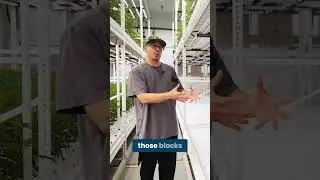 DREAM VEG ROOM w/ Clade 9