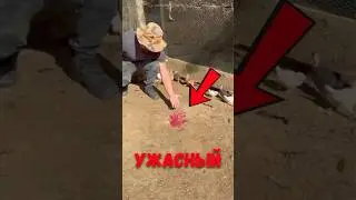 🐥 Гениальное изобретение для цыплят своими руками! #цыплята #животные #ферма
