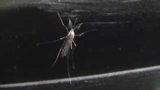 Indian mosquito 1