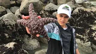 Ochre Sea Stars- In The Tide Pools!