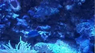Episode 55 - Blue Reef Chromis Care