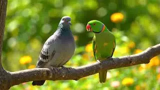 Parrot 🦜 and pigeon @birds @parrot @pigeon 