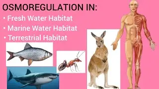 Osmoregulation In Freshwater Habitat, Marine Water Habitat, Terrestrial Habitat (LEC#10) Sindh Text