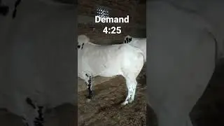 Athra dand for sale