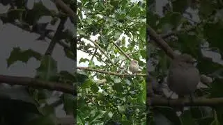 Bushtits~