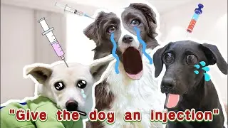Pretend to give a dog an injection, what funny reaction will there be?