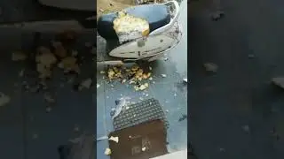 Naughty pit bull totally destroys scooter's seat