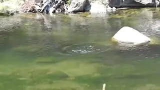 Dry Fly Action Strawberry River Utah