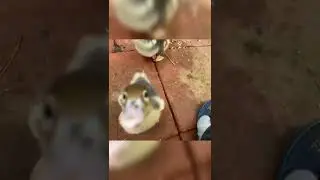 Patitos Criollo / Muscovy [ Mart&iacute;n Mascotas ]