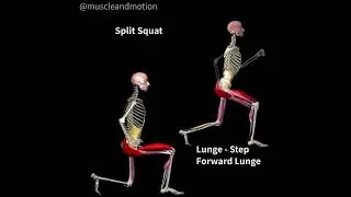 LUNGES Vs. SPLIT SQUATS 🔥