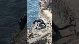 Туристы сняли на видео человекоподобное морское существо, ползущее по скалам в Италии.