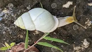 The Magical Slime Trail: The Amazing  Benefits and Uses of Snail Albino Slime (Colony) 