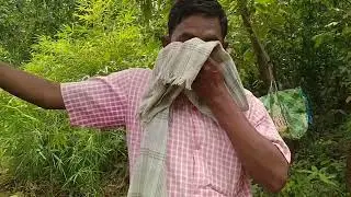 Second year plantation at Kasipali VSS , OFSDP-II