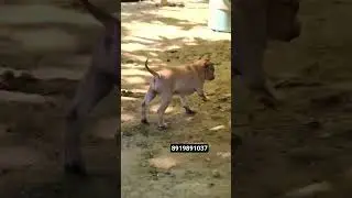 jonangi 8919891037 #dog #pets #tirupati #vijayawada #vizag #guntur #kakinada #rajahmundry #eluru
