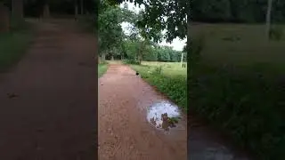 Local village mayur