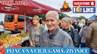 PIJACA NA CILJUGAMA,  ŽIVINICE, JEDINSTVENA JE PO MNOGO ČEMU. POGLEDAJTE I UVJERITE SE. 01.10.2025.