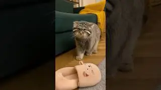Что-то пошло не так и наш пушистый, застрял в тапочке🐱 С каждым котом может такое случится ведь так?