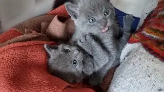 We're playing a little bit here! 5 weeks old Russian blue kittens