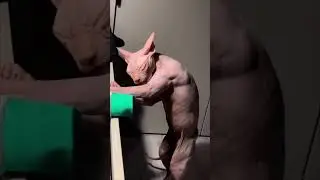 Cat's life | amazing animals #534 | #shorts #funnycats #animals