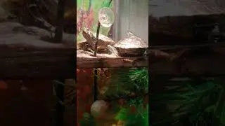 Turtle Bobbing Head Over Other Turtle