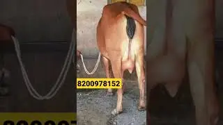 Gir Cow For Sale Vmg Dairy Farm Gujarat 8200978152