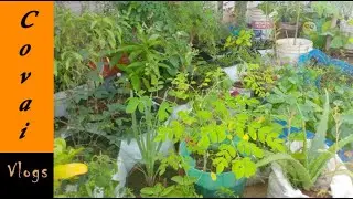 மாடி தோட்டதில்  வளர்க்க கூடிய 62 வகை மூலிகைகளும் / Maadi Thottam / Medicinal Plant / Terrace Garden