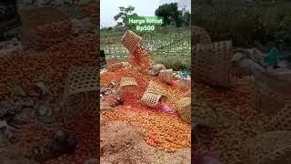 Saat Harga Tomat Murah,