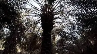 صرام النخـل الأحســاء   قرية الشُعبة