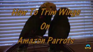 How to trim wings on amazon  parrots