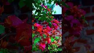 #FlowerVideo #BeautifulFlowers #NatureBeauty #Flowers #RelaxingVideo #NatureLovers #Shorts #youtube