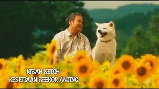 Kisah Paling Sedih Kesetiaan Seekor Anjing | Star Watching Dog #filmsedih #filmjepang