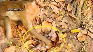 Poor baby Duke jump fail from hill to ground become like this,Duchess mom not know|BM2401