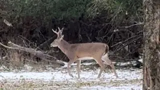 🦌 Hike to middle of des plaines river bank, and saw two deer enjoying first snow