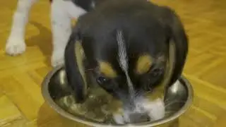 Beagle Puppy eats