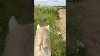 My happy place 3 #horse #hackingout #horsehack #equestrian #equine #pony #horsegirl