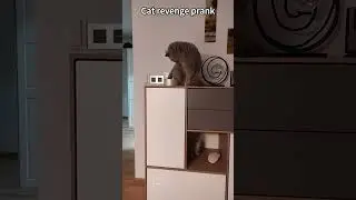 Cat revenge prank