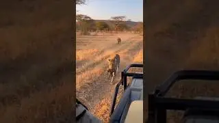 Will the mother leopard stand her ground to protect her cub from hyenas?🐆🐺母ヒョウは子を守れる#wildlife#hyenas