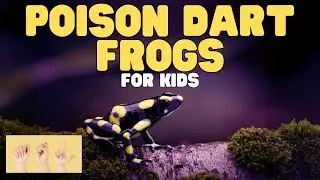 ASL Poison Dart Frogs for Kids