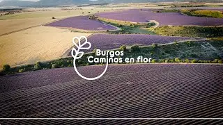 5 Lavanda y encinas de Caleruega