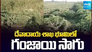దేవాదాయ శాఖ భూమిలో గంజాయి సాగు: Police Bust Massive Ganja Cultivation In Kurnool | @SakshiTV