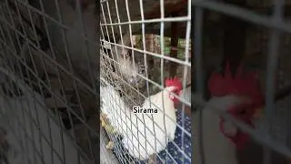 Small chicken #sirama #chicken #chickenbreed