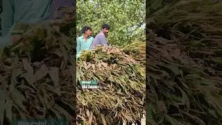 Exploring village cultural life#please_subscribe_my_channel #farming #villagelife