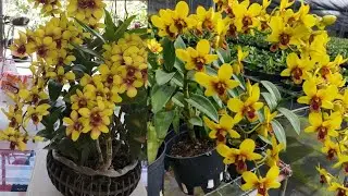 DENDRO 19K