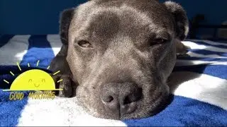 LIVING MY BEST LIFE  |  BELLA'S SNAPCHAT DAYS | LA PERRITA BUENO #trendingdogs