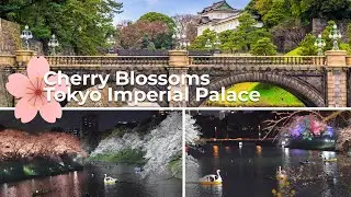 Tokyo Imperial Palace Sakura Walk 🌸 | Yasukuni Shrine & Chidorigafuchi Sakura Night Illumination 🌸