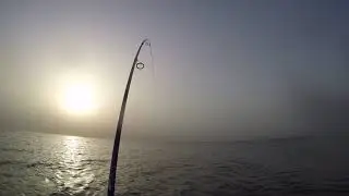 Cat Fish Caught in Sealine Qatar || By Himalayan Anglers