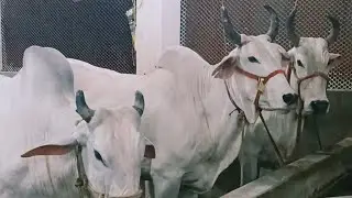 JAWAN CATTLE FARM FULL COLLECTION UPDATE &hearts;️ KOLKATA COW 2025 Beautiful and Biggest cow PART 1