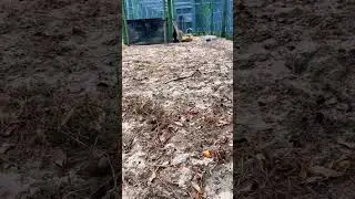 Lion Cub Sneak Attack! CUTE